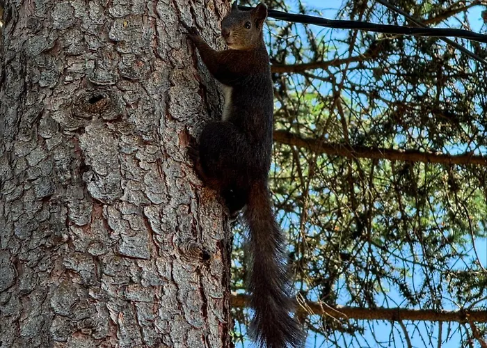 дени ヴィラ *